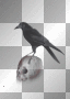 Raven