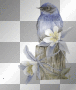 oiseau oiseau
