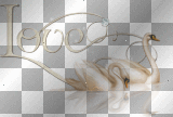 transparent swan deco love medusa