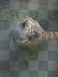 White Tiger In Water