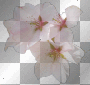 cherry blossom
