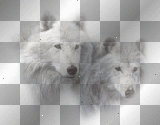 WHITE WOLF LOUP TRANSPARENT ANIMAL