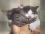 petit chaton