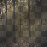 NEW MOON forest background   ©dK