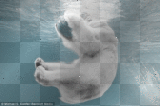 polar bear 02