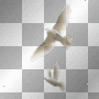 doves doves