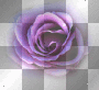purple rose purple rose