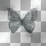 Butterfly Butterfly