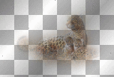Leopards 