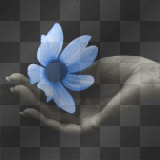 Eine Blume auf der Hand