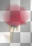 ROSES TRANSPARENT FLOWERS VALENTINE RED