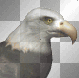 animated eagle b75