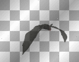 fledermaus