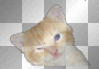 Kitty
