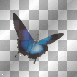 Papillon bleu