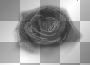 black rose