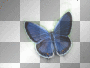 // blue butterfly