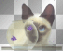 cat & fish