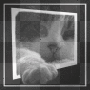 cat background