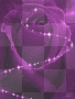 Purple rose background