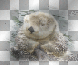 Cute otter