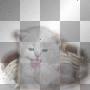 sweet white cat