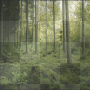 Forest Background-BT