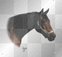 Pferd