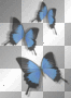 butterflys