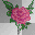 Pinkrose