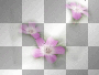 amon // spring flowers
