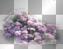 amon // spring flowers