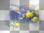 underwater life