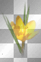 Flower Flower