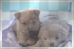CUTE PUPS 