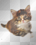 chat trop mimi