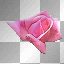 flowers (ymialma) rosado pink deco