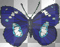BLUE BUTTERFLY B75