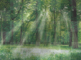 Forest Background by [AlAskA]