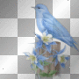 ≈Pretty Blue Bird On Fence Post≈