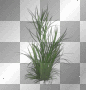 shrub shrub
