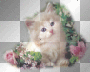 cat funny ©dK