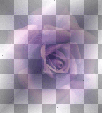 ©Background Rose©FI