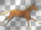 running horse