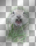 easter rabbit