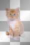 Red kitty