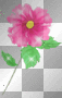 Pink Spring Flower
