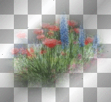 red purple flower grass landscape ' transparent