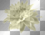 Flowers Flowers