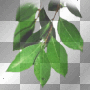 mejserr leaves